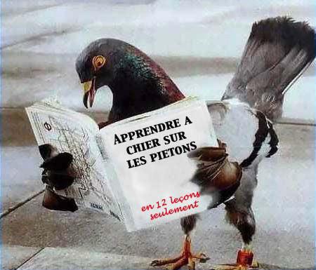http://bric-a-brac.org/humour/images/animaux/pigeon_apprenant.jpg