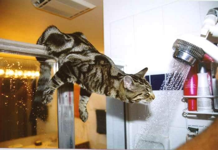 Le chat boit à la douche