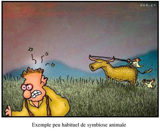 Symbiose animale